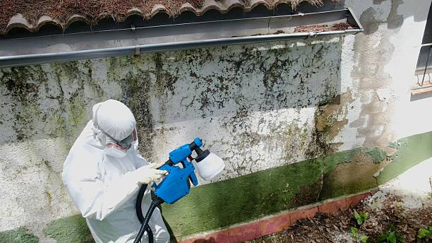 Top rated local Commercial Mold Remediation specialists in Renton, WA